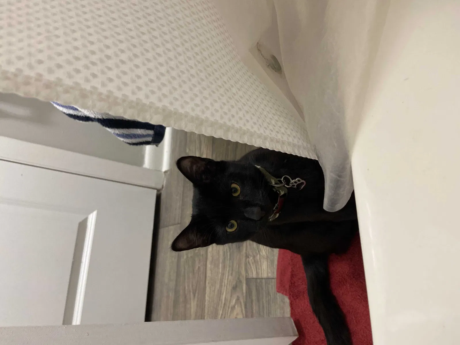 Lost cat in Atlanta, GA, 30328