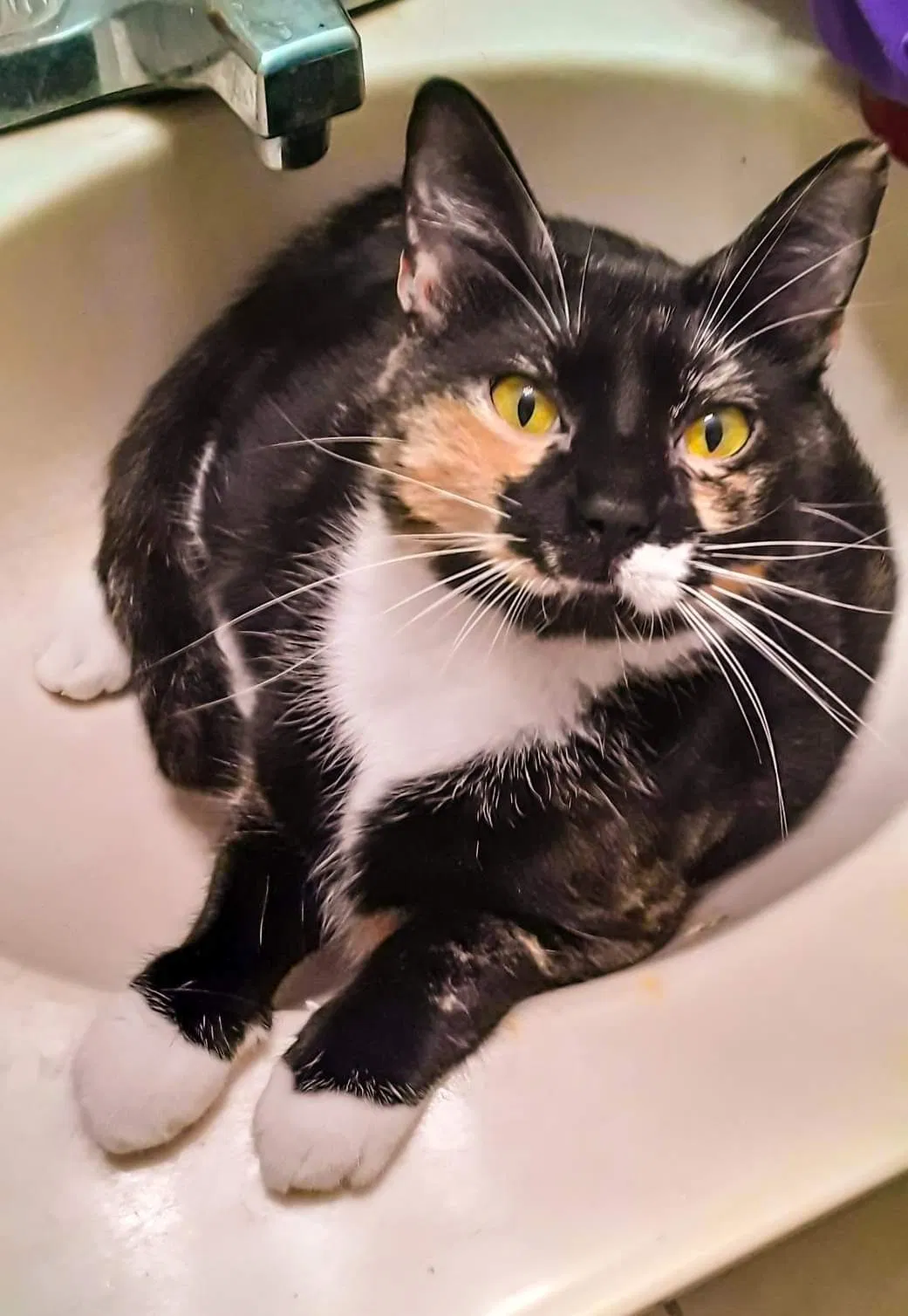 Lost cat in Memphis, TN, 38111