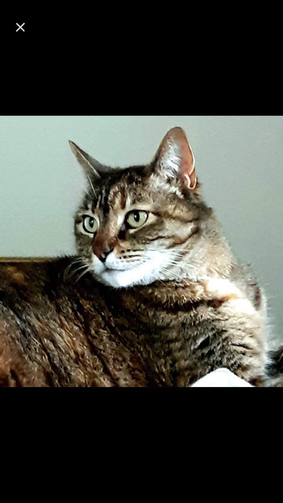Lost cat in Portsmouth, VA, 23703
