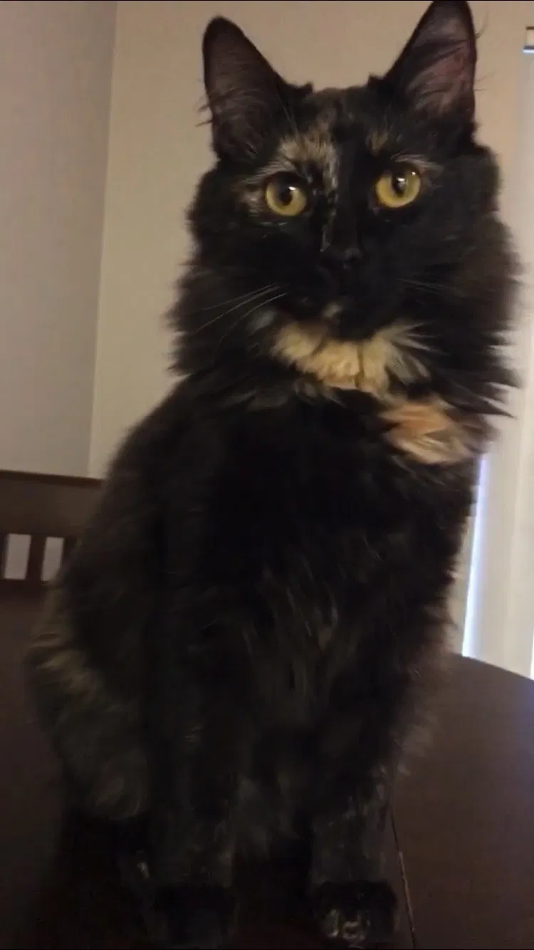 Lost cat in Redlands, CA, 92374