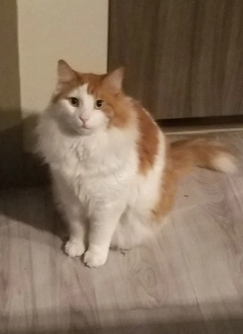 Lost cat in Glendale, AZ, 85305