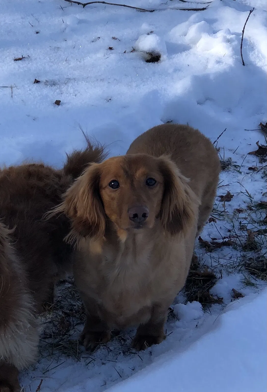 Lost dog in Carney, MI, 49812