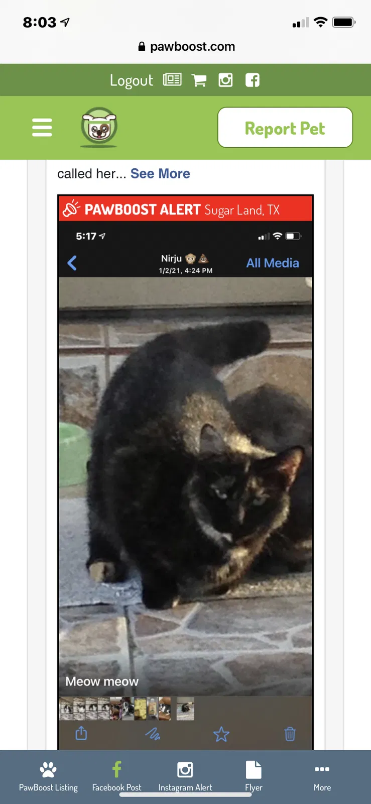 Lost cat in Sugar Land, TX, 77498