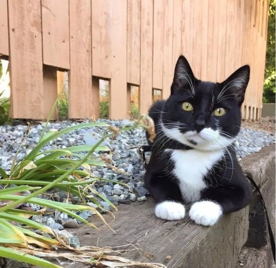 Lost cat in Everett, WA, 98201