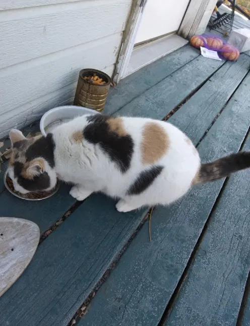 Lost cat in Moses Lake, WA, 98837