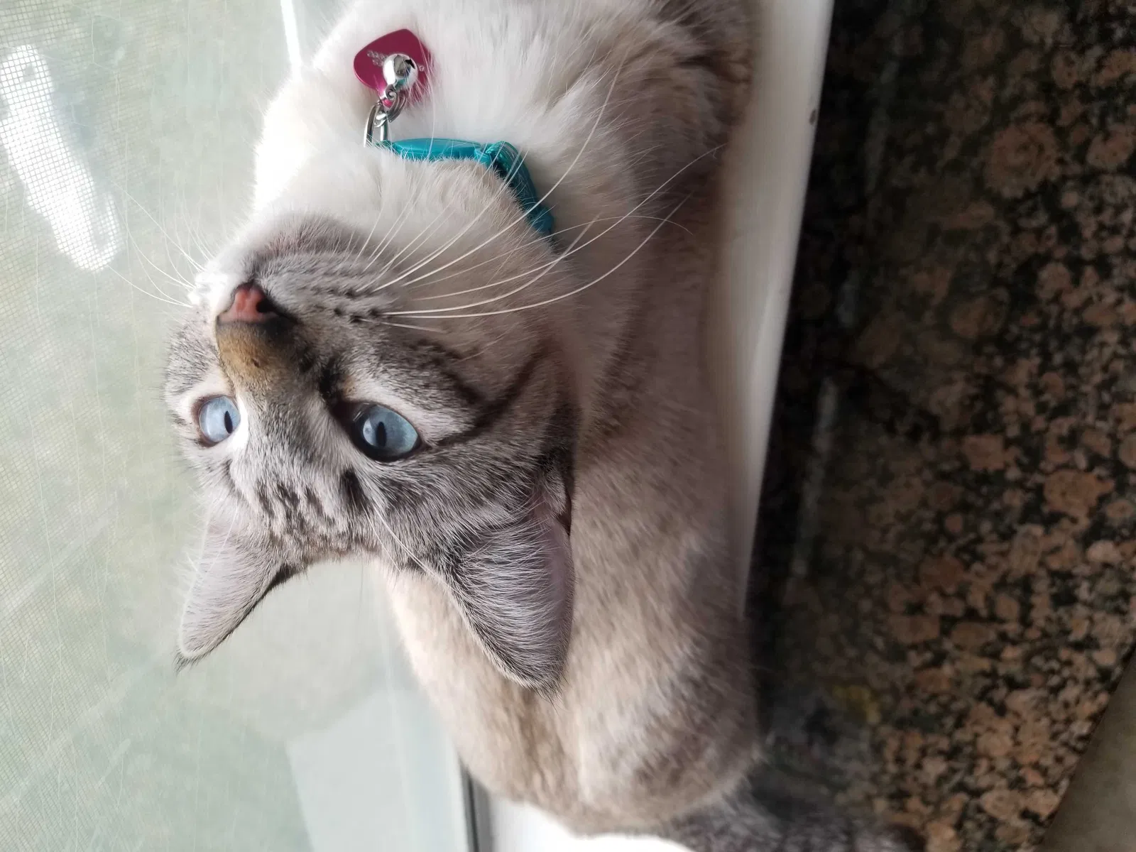 Lost cat in Katy, TX, 77449