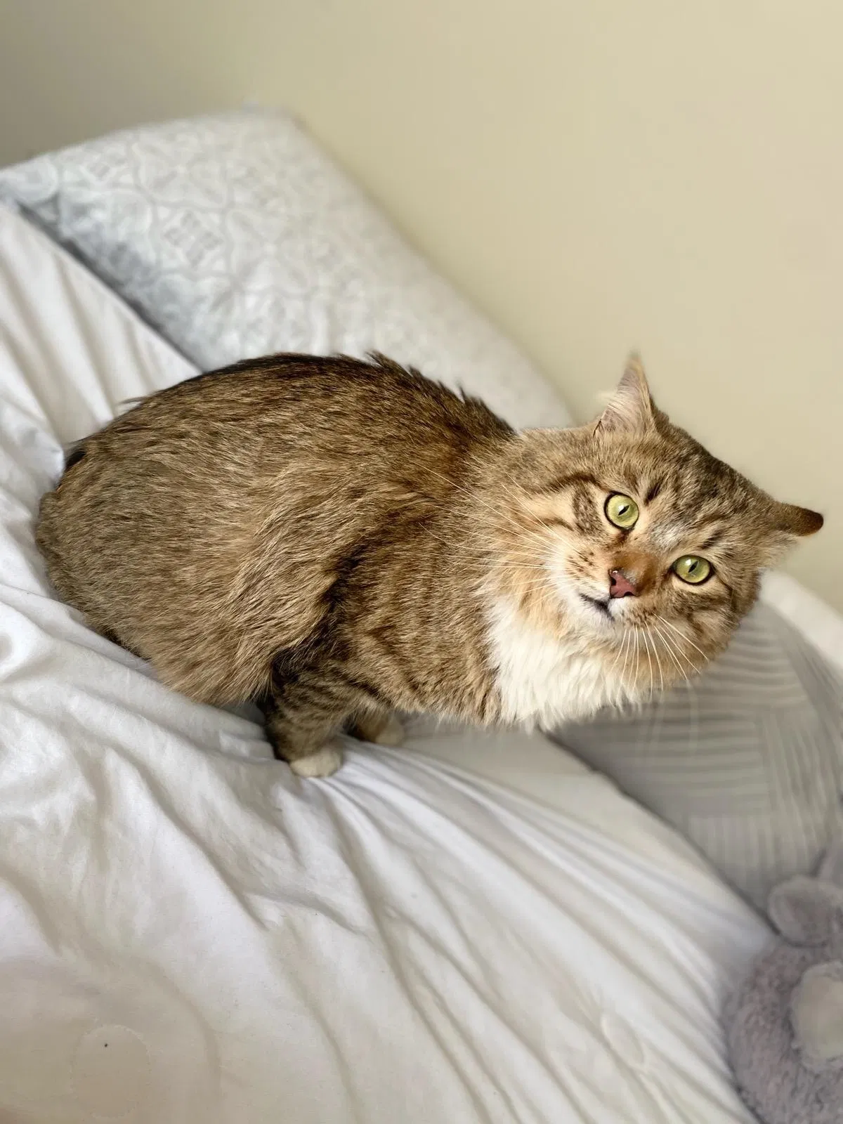 Lost cat in Parkville, MD, 21234