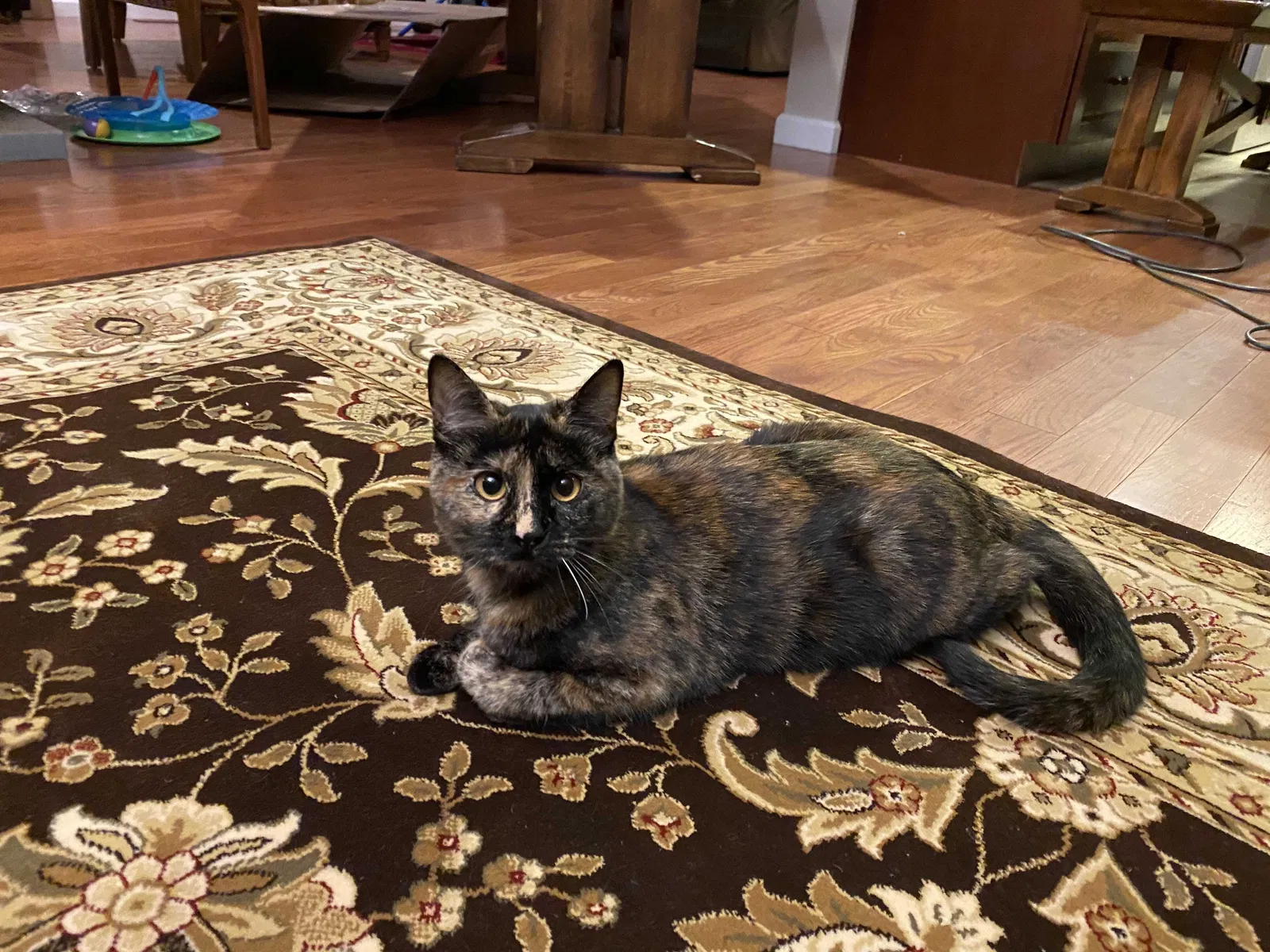 Lost cat in Auburn, CA, 95603