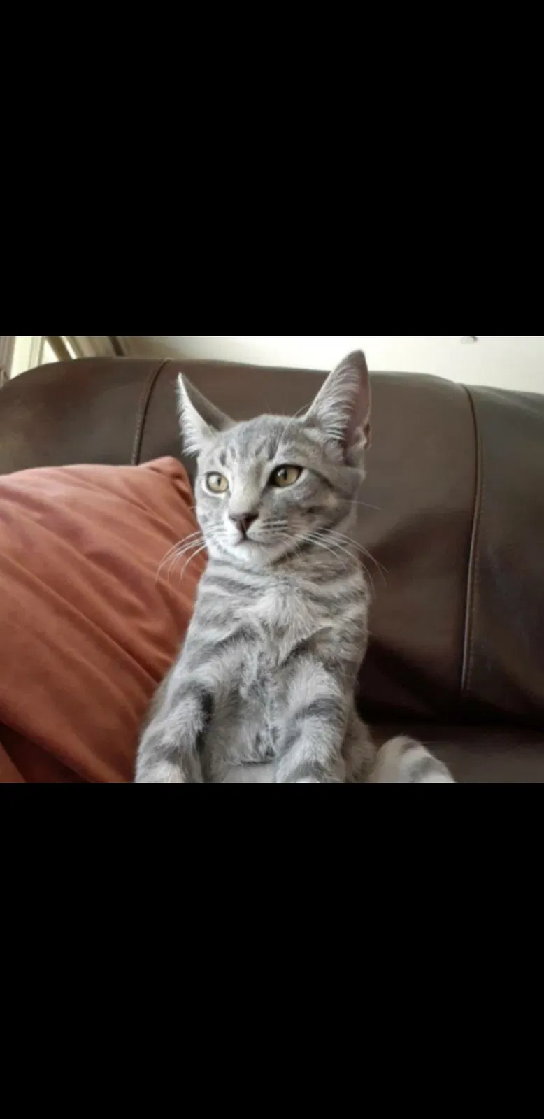 Lost cat in Lake Elsinore, CA, 92532
