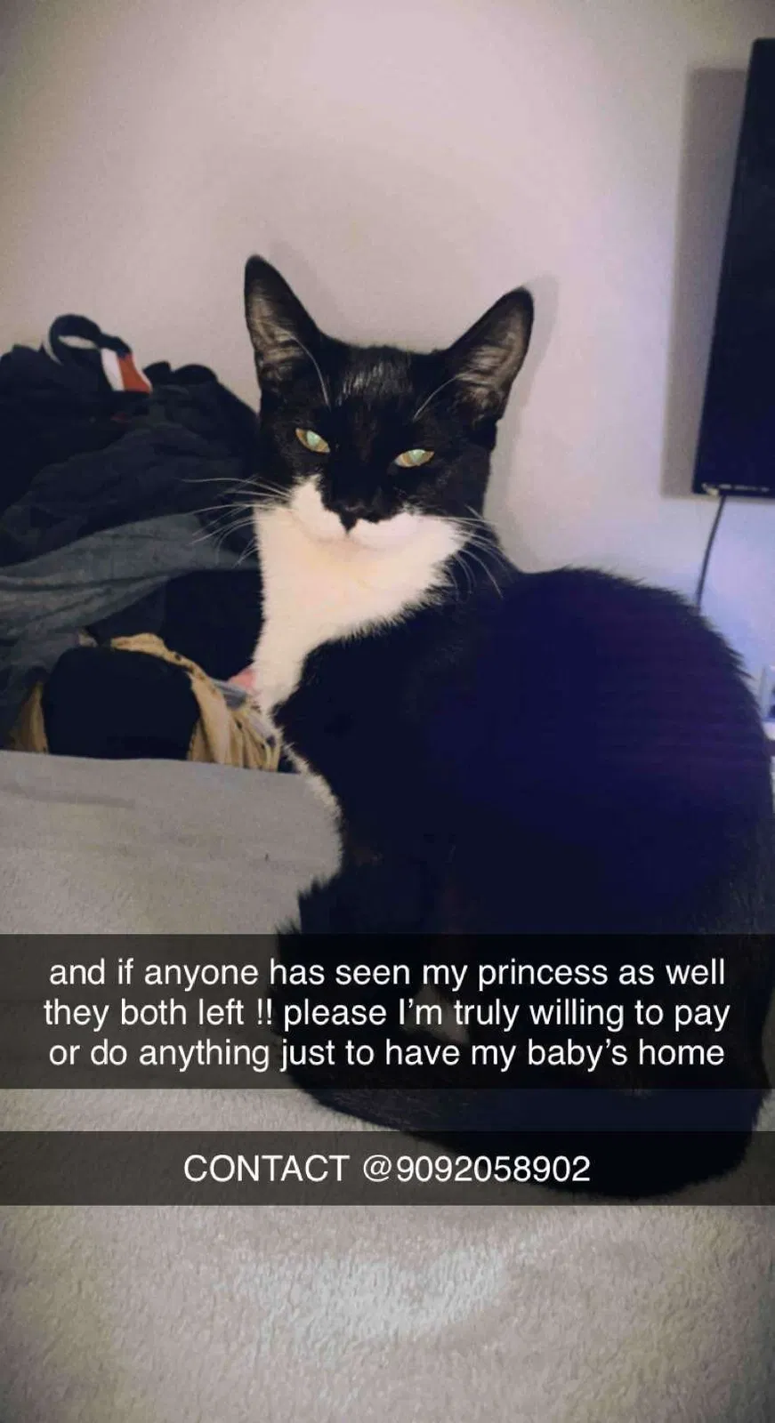 Lost cat in Upland, CA, 91786