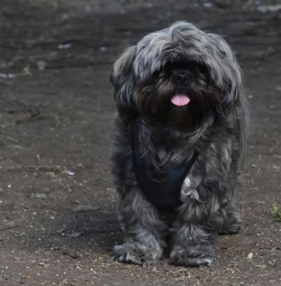 Lost dog in Dallas, TX, 75208