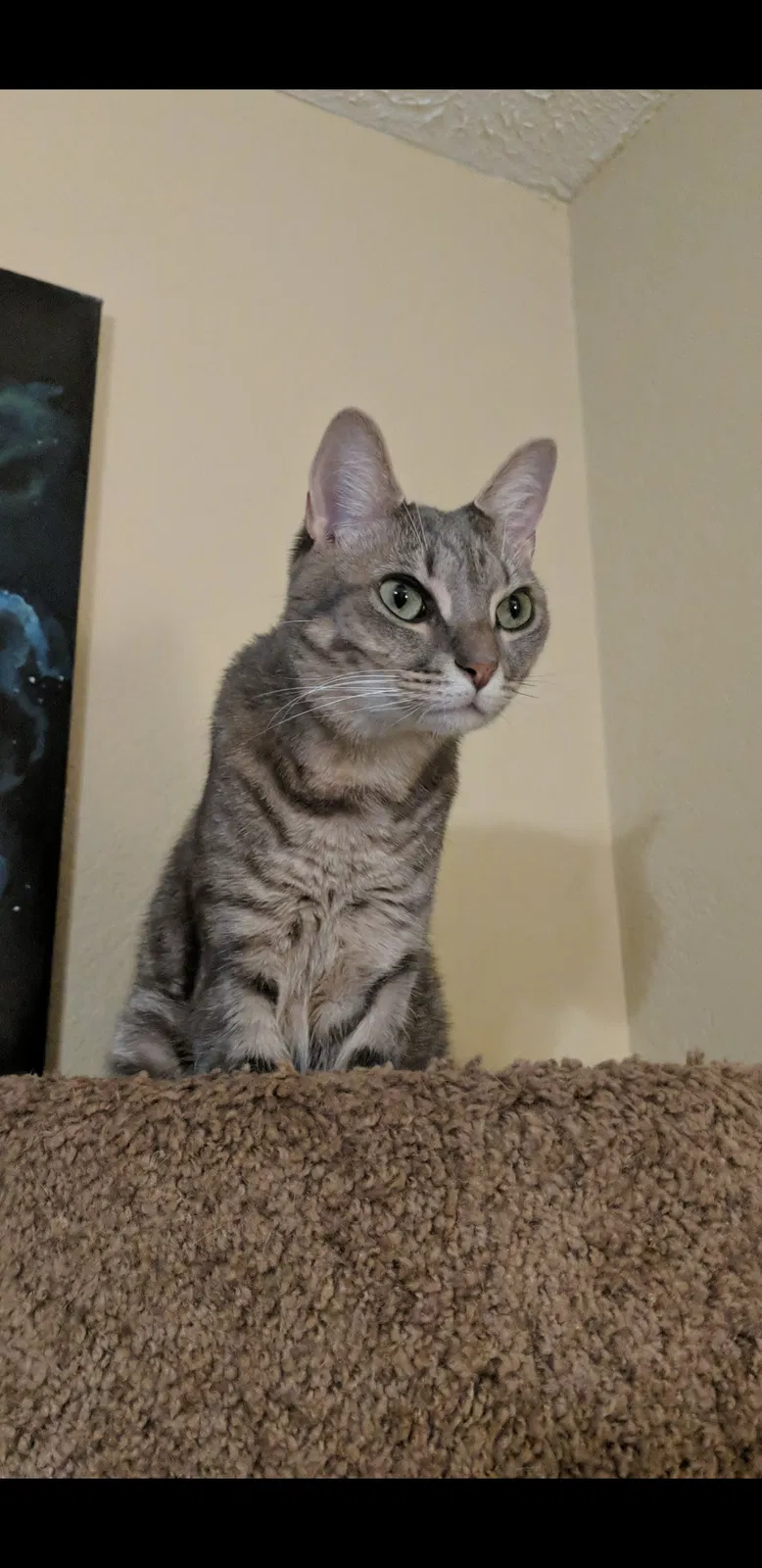 Lost cat in Palm City, FL, 34990