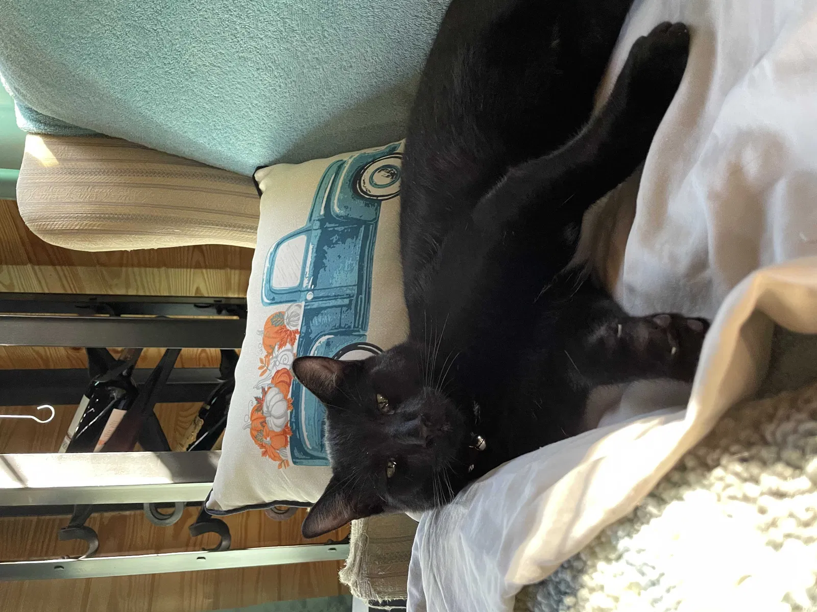 Lost cat in Fort Pierce, FL, 34981