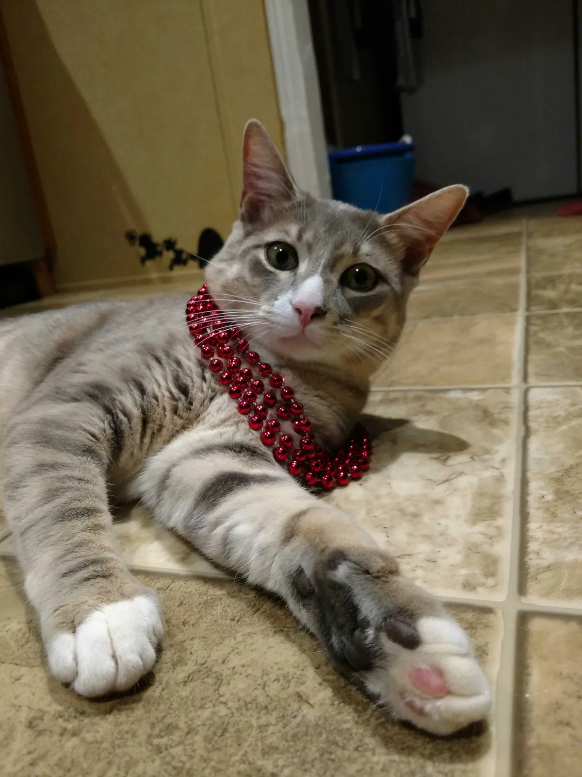 Lost cat in Pickens, SC, 29671