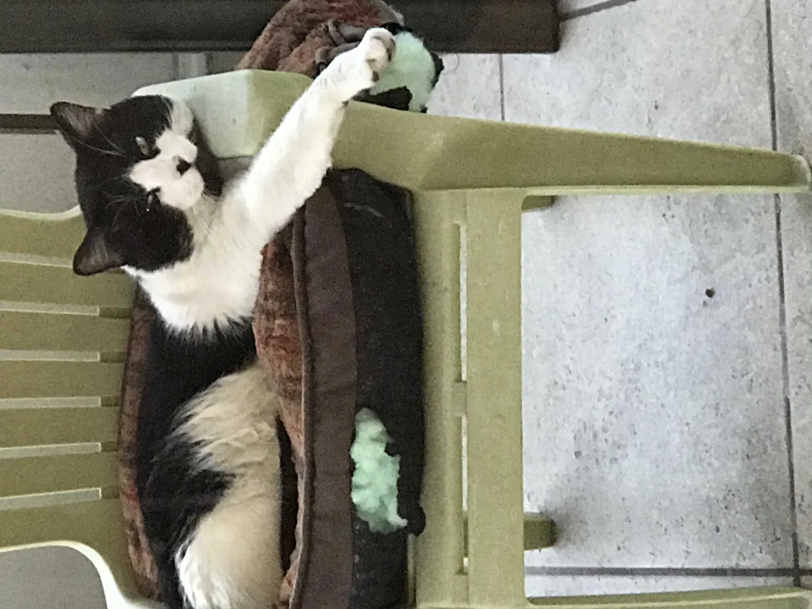 Lost cat in Port Saint Lucie, FL, 34983