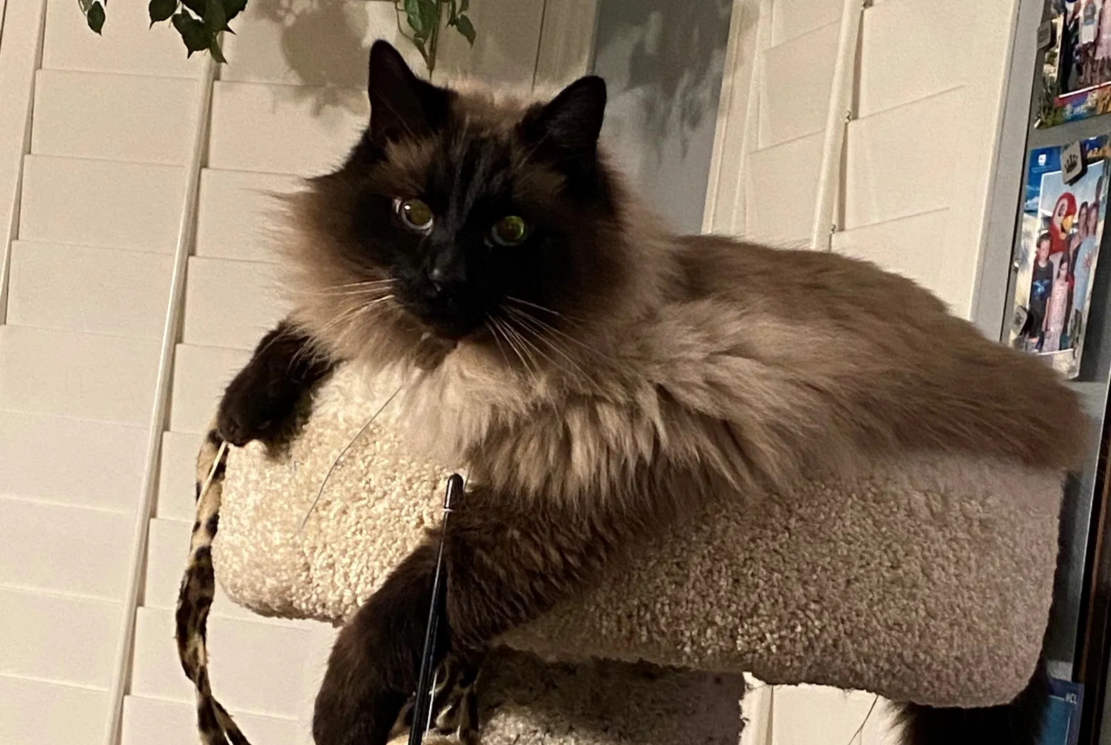 Lost cat in Riverton, UT, 84065