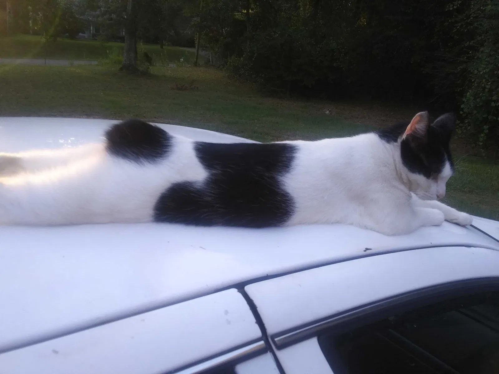 Lost cat in Foley, AL, 36535