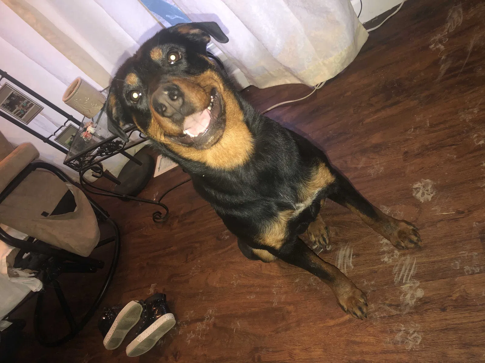 Found dog in Indianapolis, IN, 46219