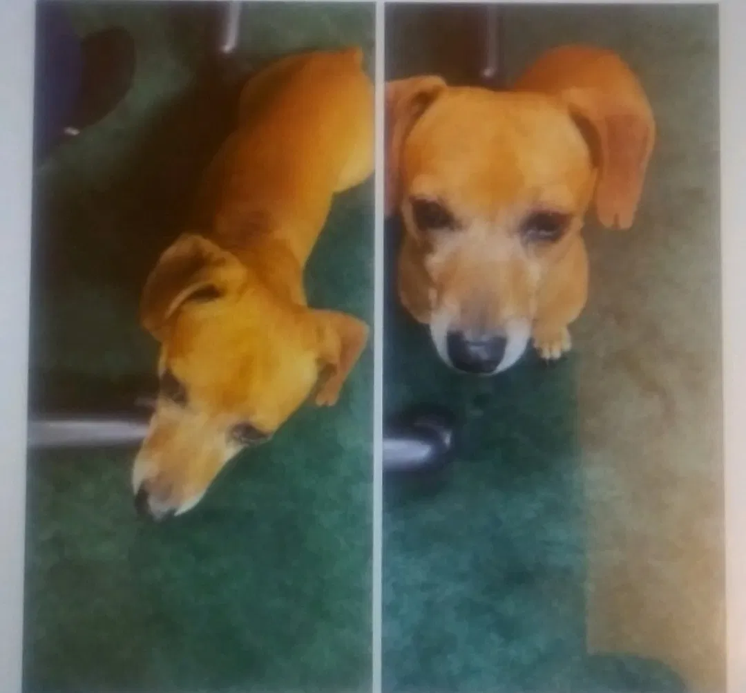 Lost dog in Merced, CA, 95340