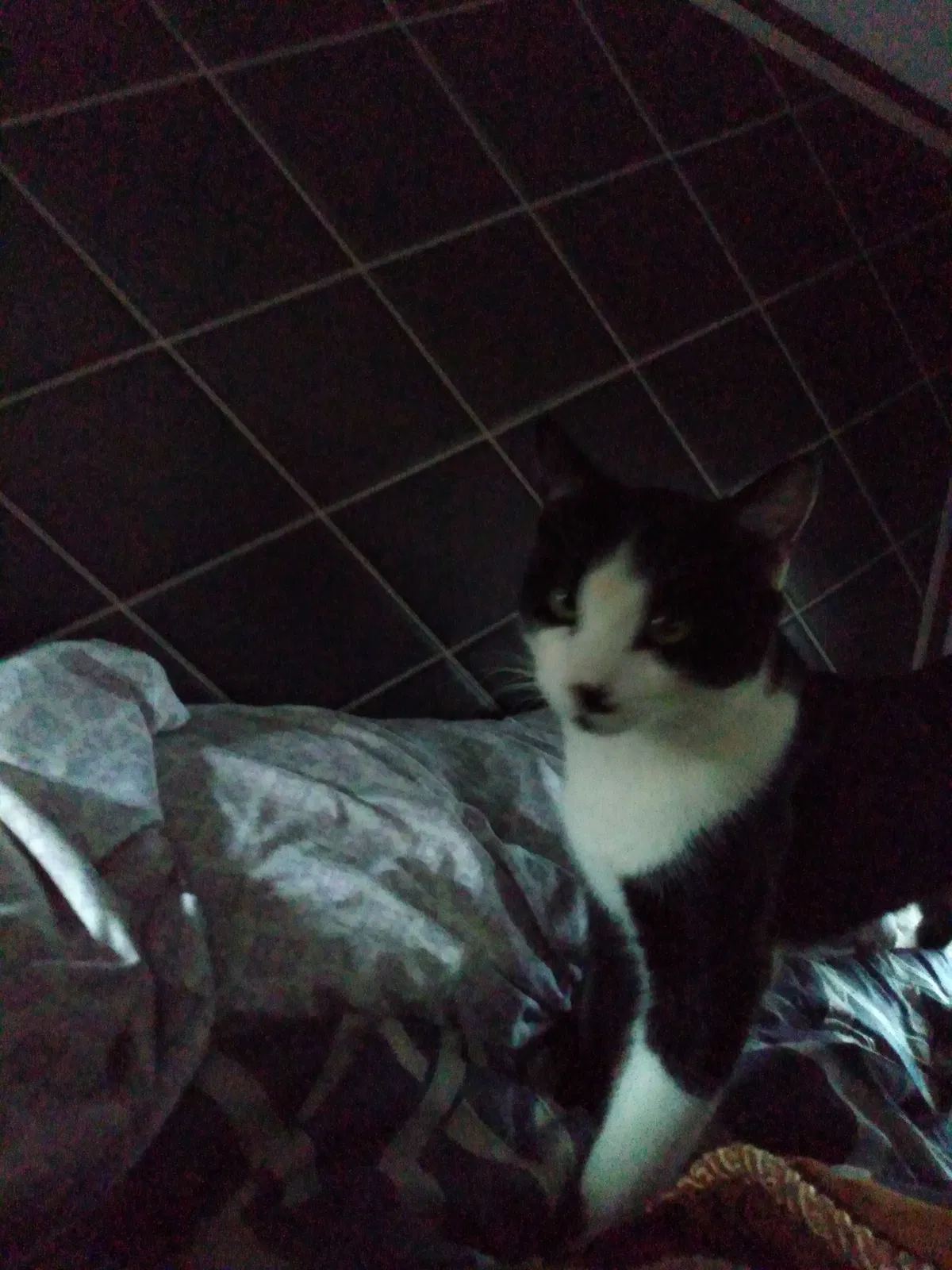 Found cat in Escondido, CA, 92029