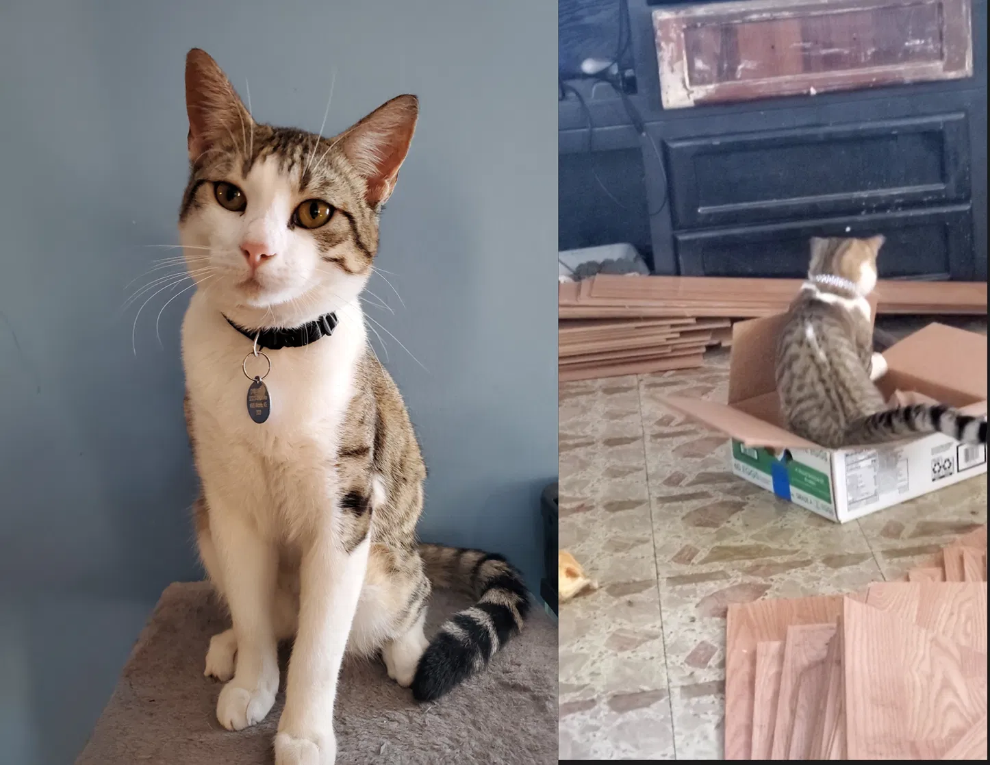 Lost cat in Wichita, KS, 67216