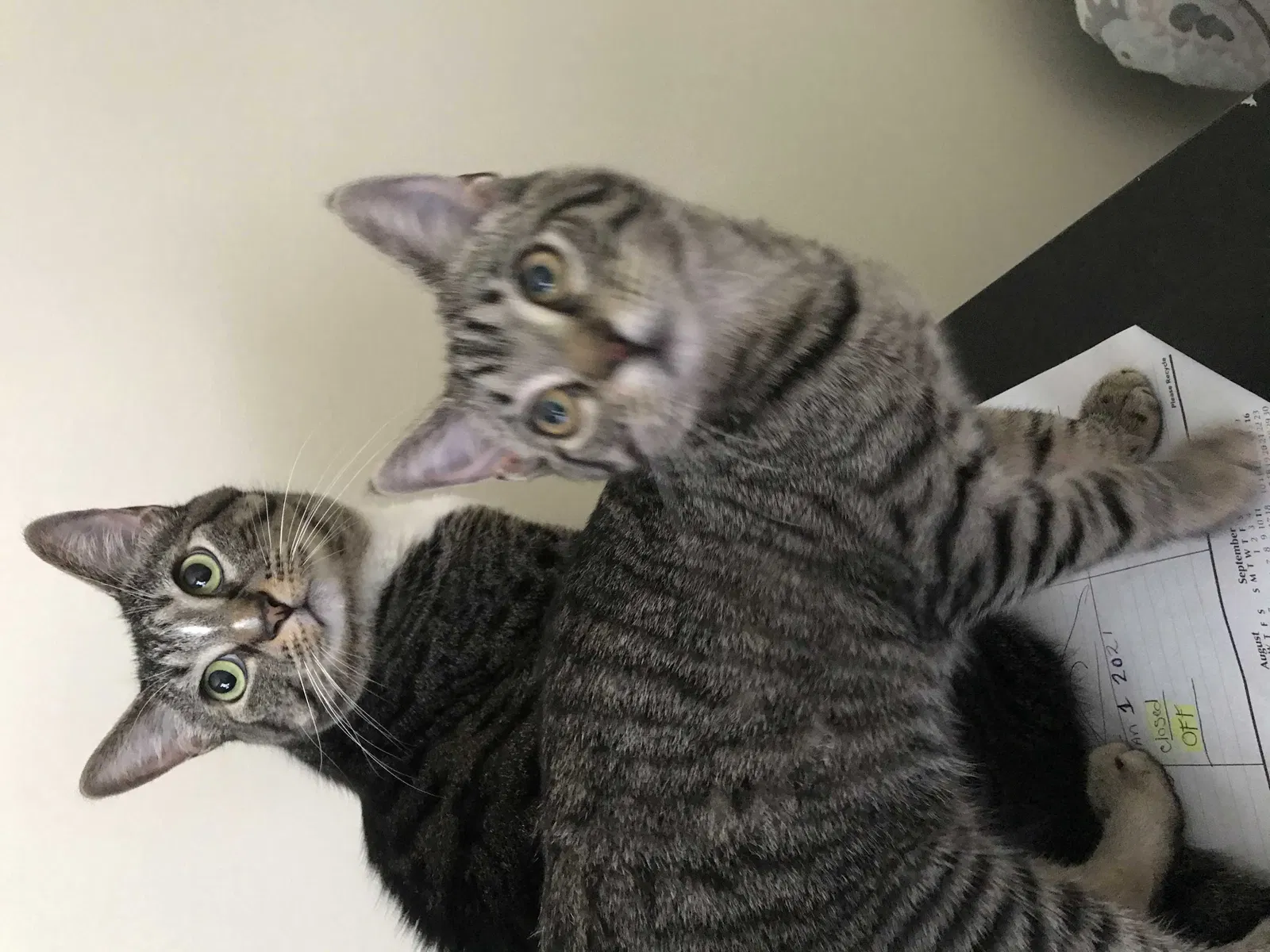Lost cat in Simpsonville, SC, 29680