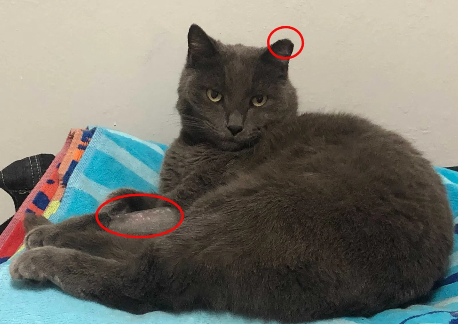 Lost cat in Fremont, CA, 94555