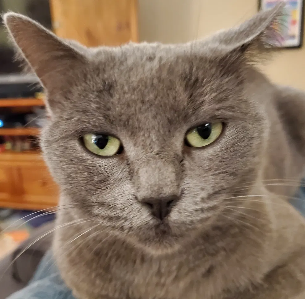 Lost cat in Houston, TX, 77095