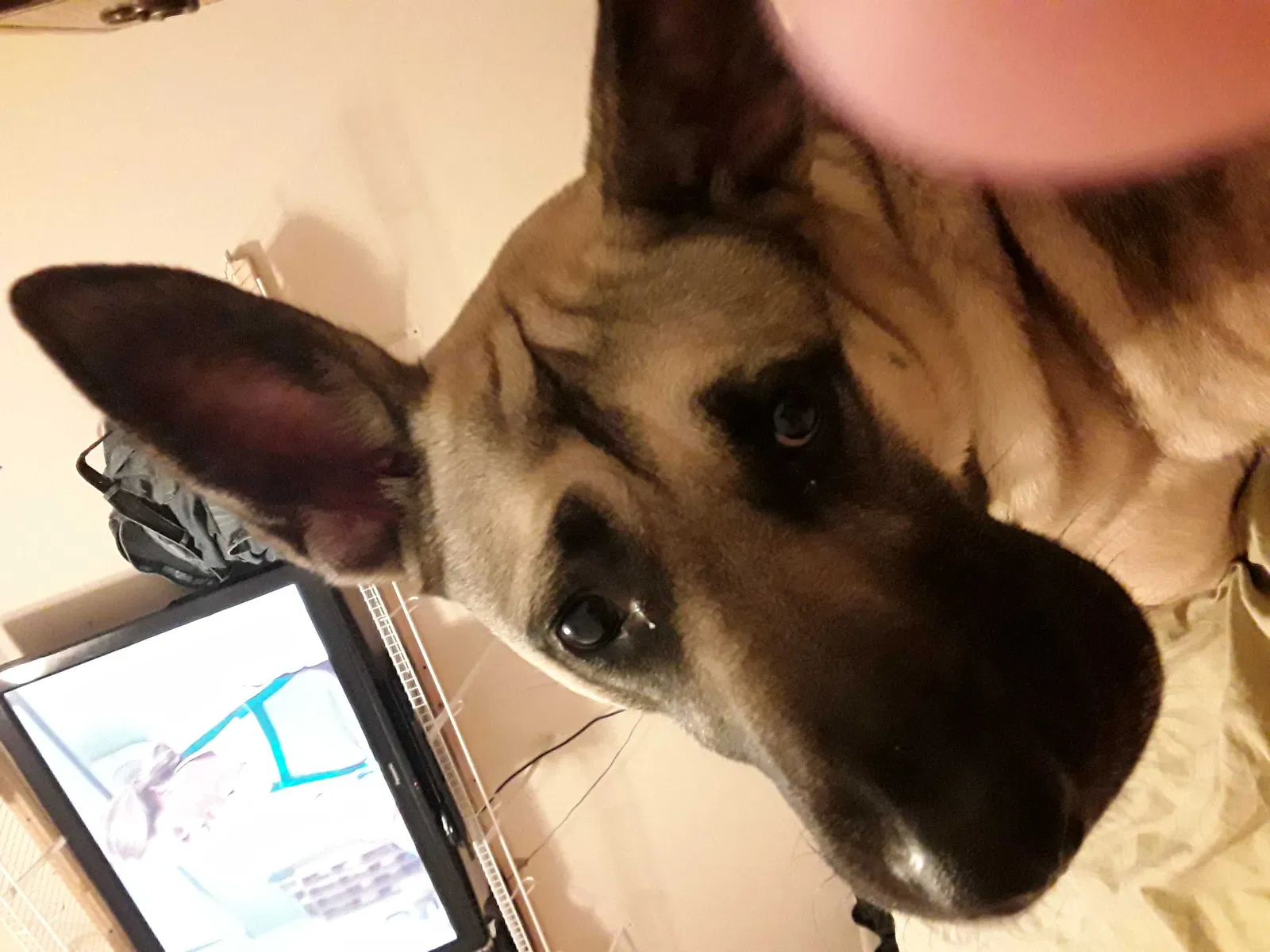 Lost dog in Charleston, SC, 29407