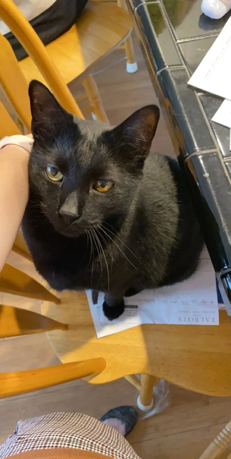 Lost cat in Myrtle Beach, SC, 29577