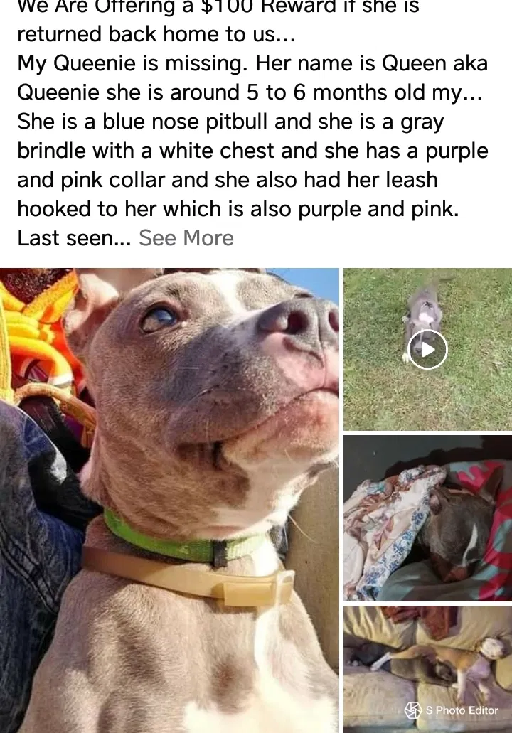 Lost dog in Clinton, SC, 29325