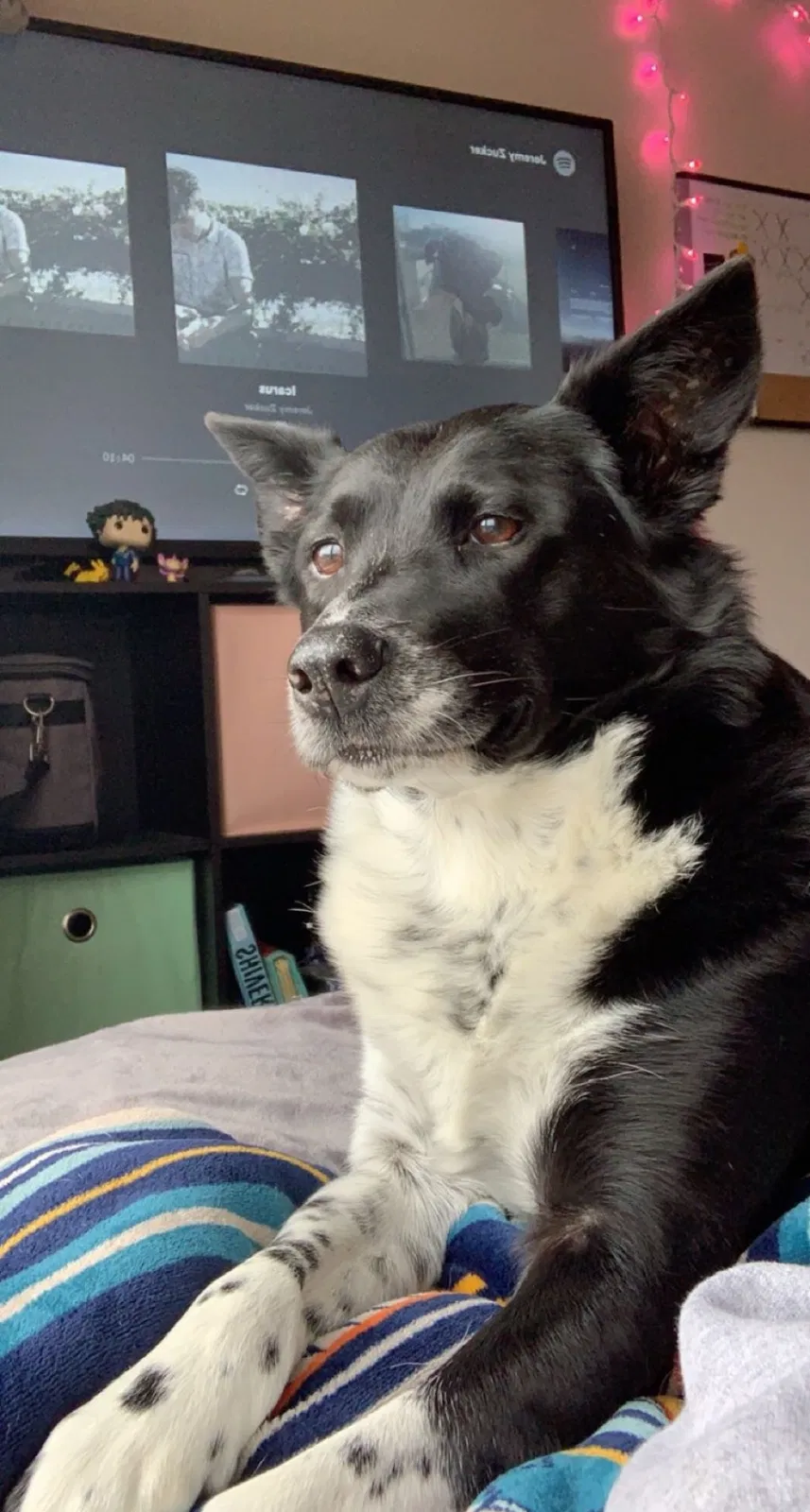 Lost dog in Highland, IN, 46322