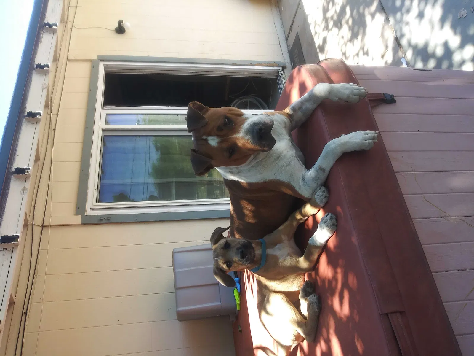 Lost dog in Phoenix, AZ, 85031