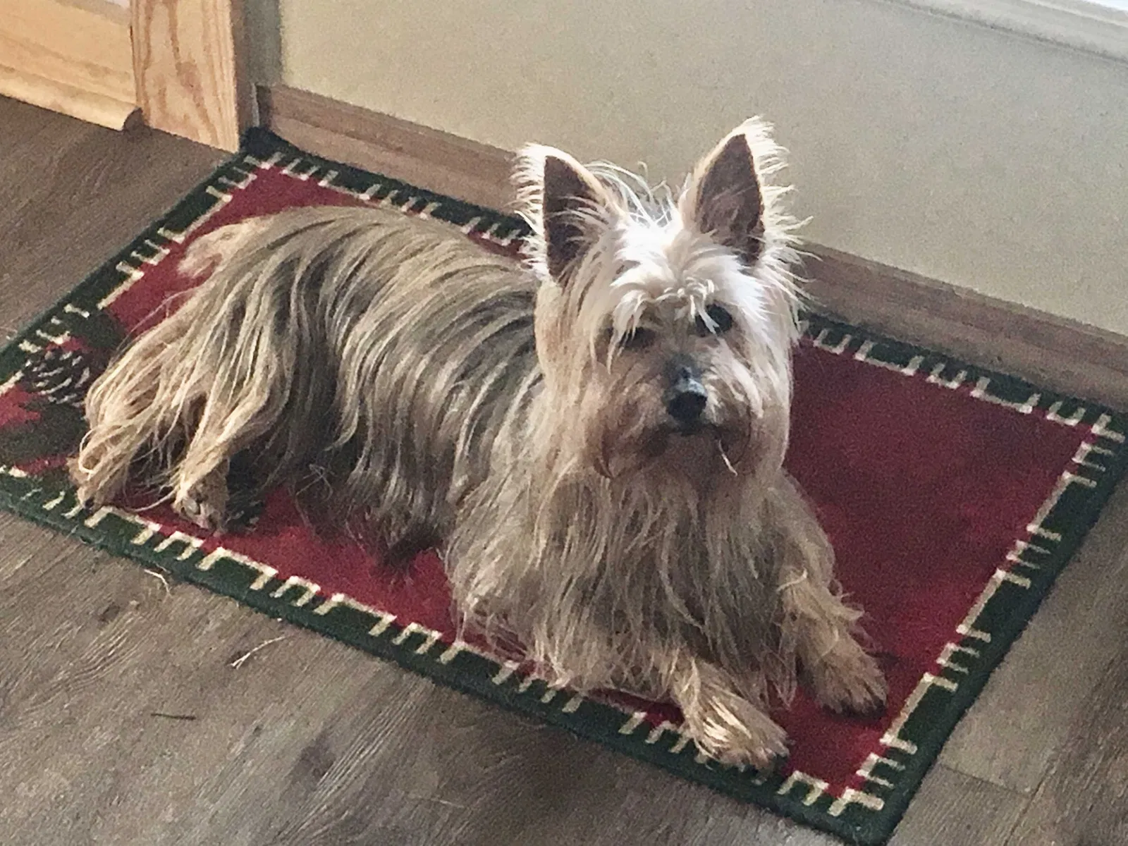Lost dog in Kennesaw, GA, 30144