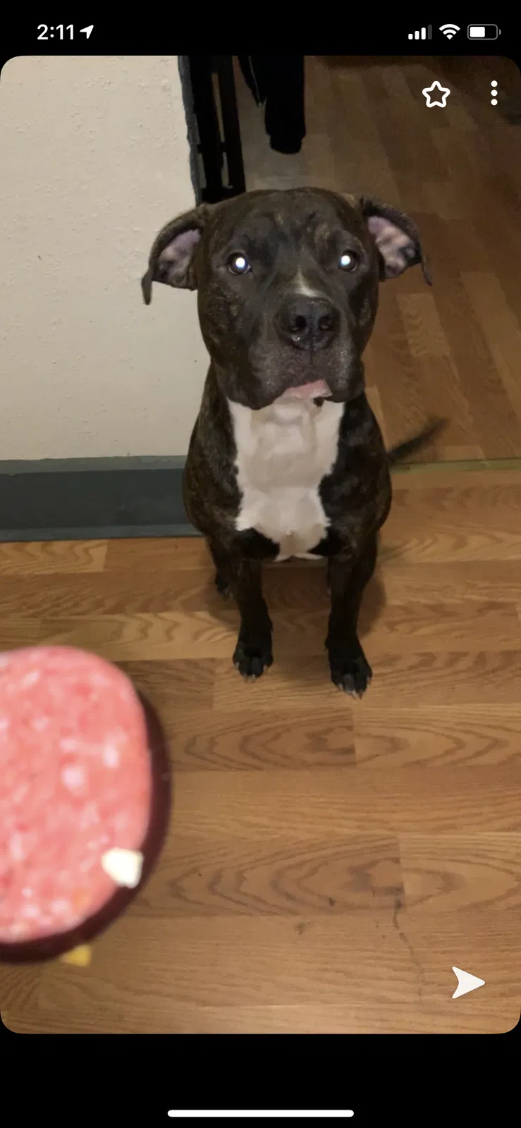 Lost dog in Detroit, MI, 48227