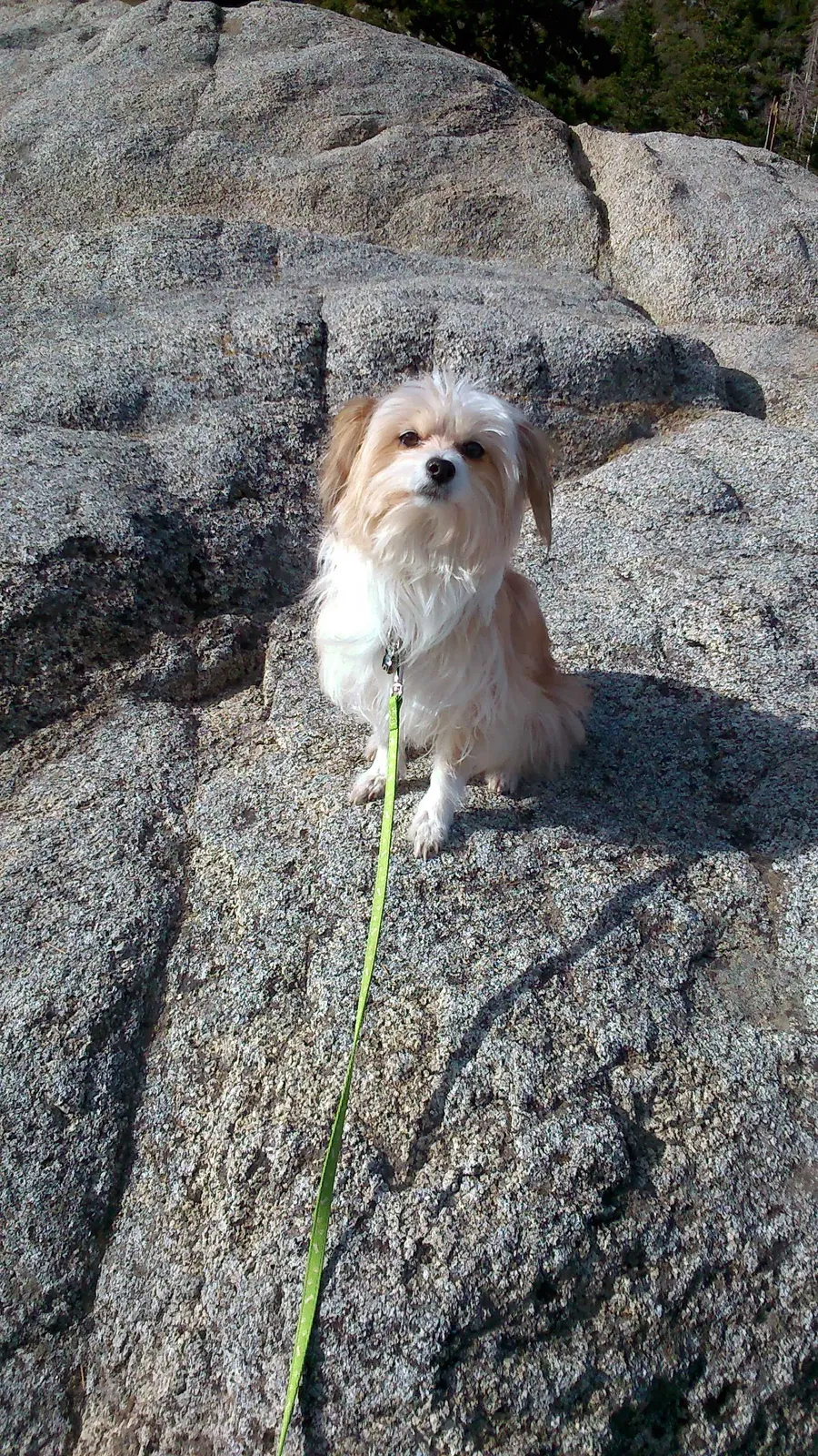 Lost dog in Riverside, CA, 92506