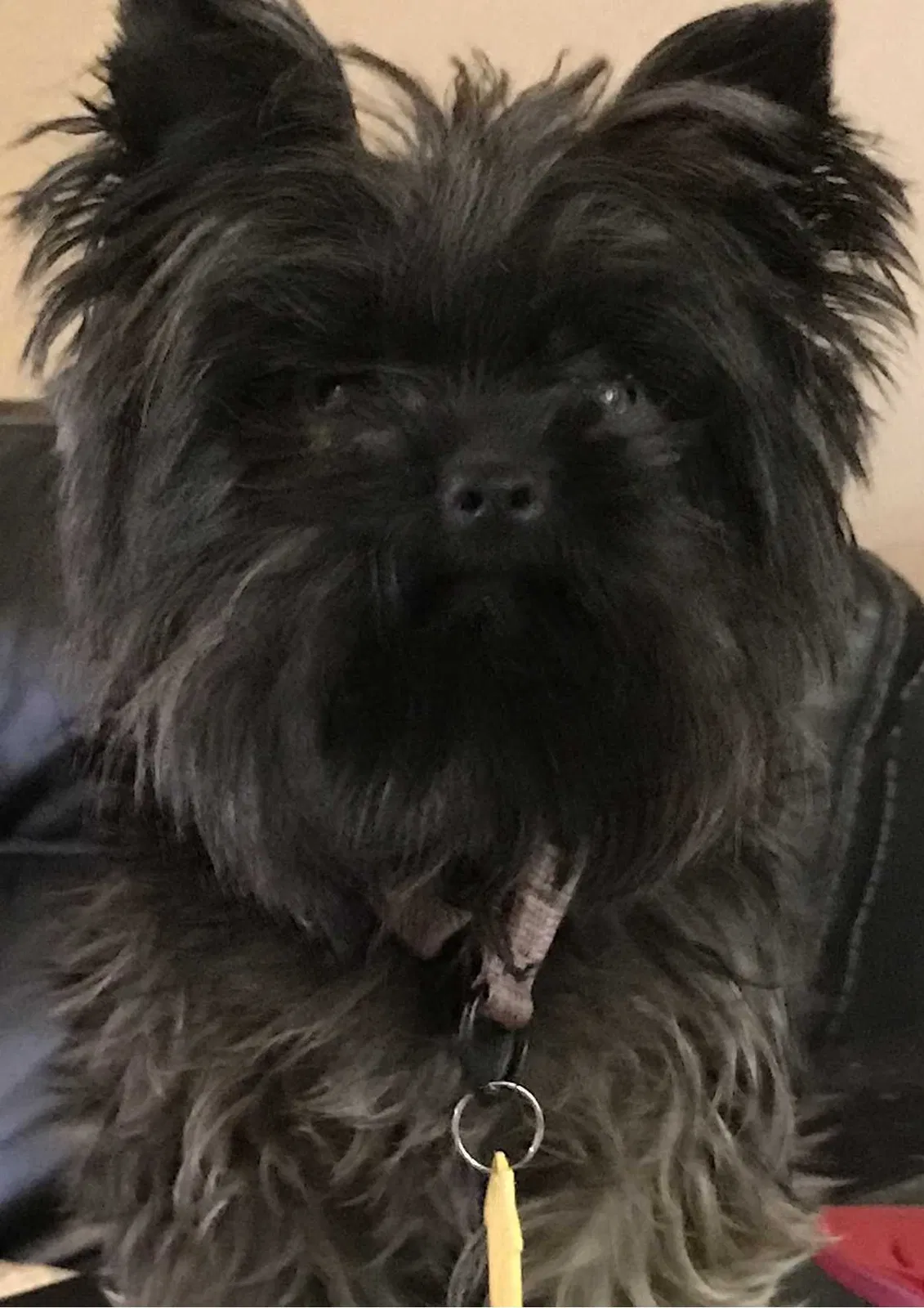 Lost dog in Oldsmar, FL, 34677