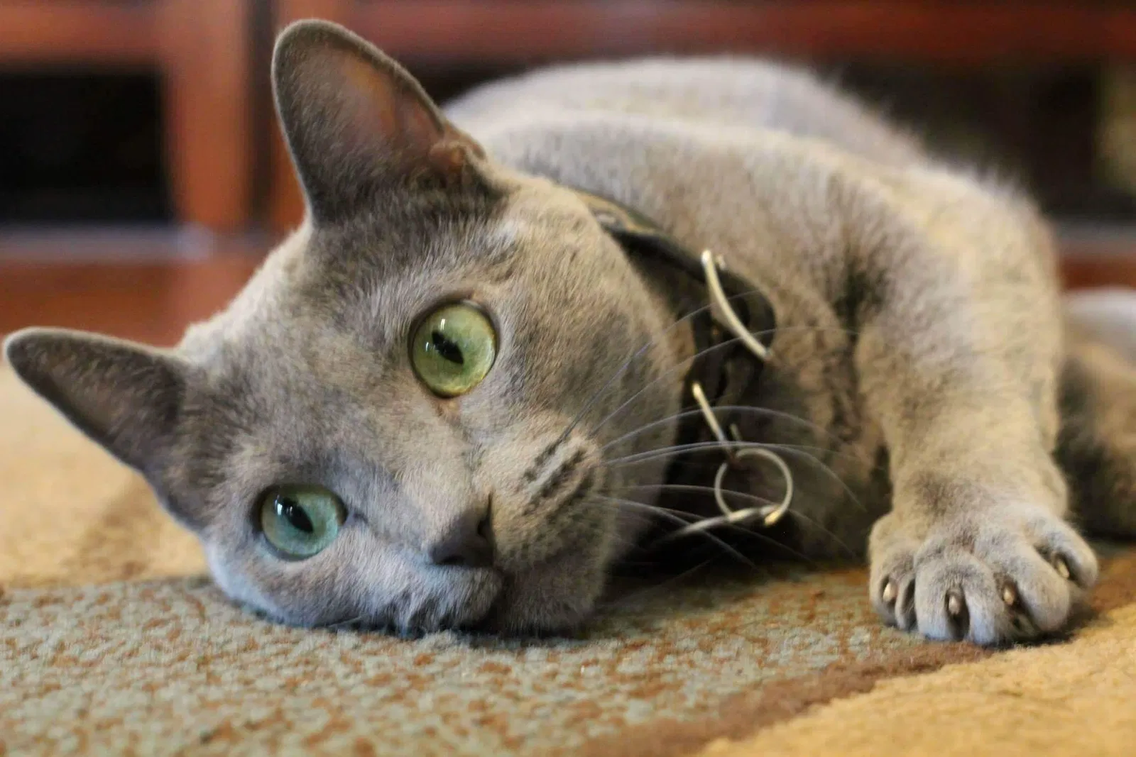 Lost cat in Mansfield, TX, 76063