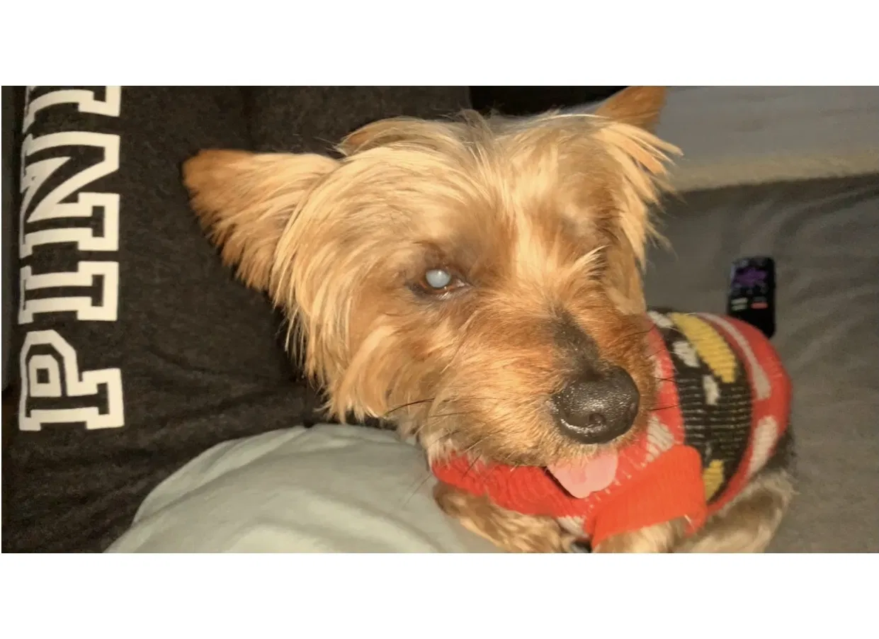 Lost dog in Montclair, CA, 91763