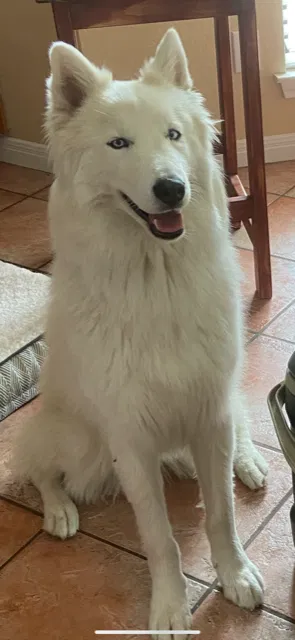 Lost dog in San Antonio, TX, 78213
