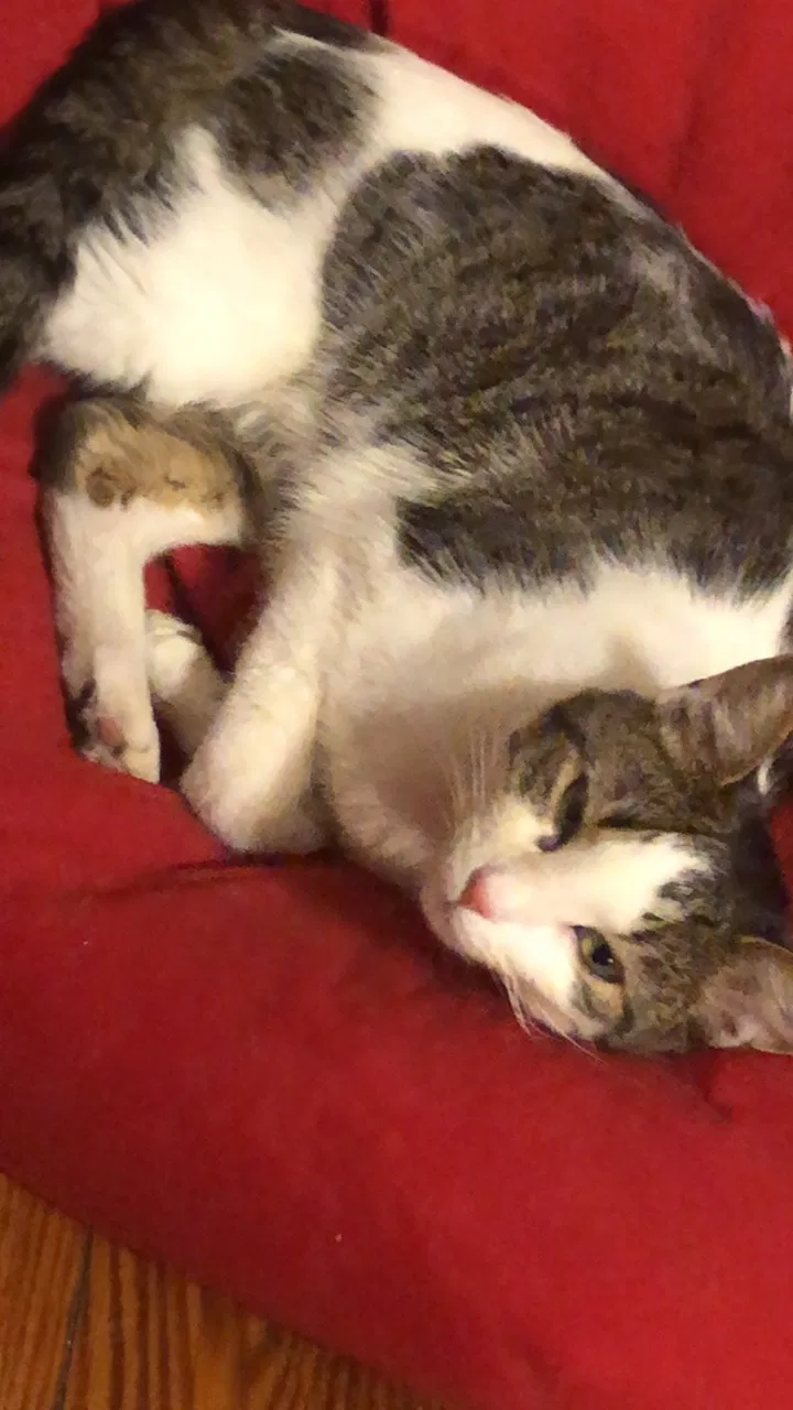 Lost cat in Columbus, OH, 43202