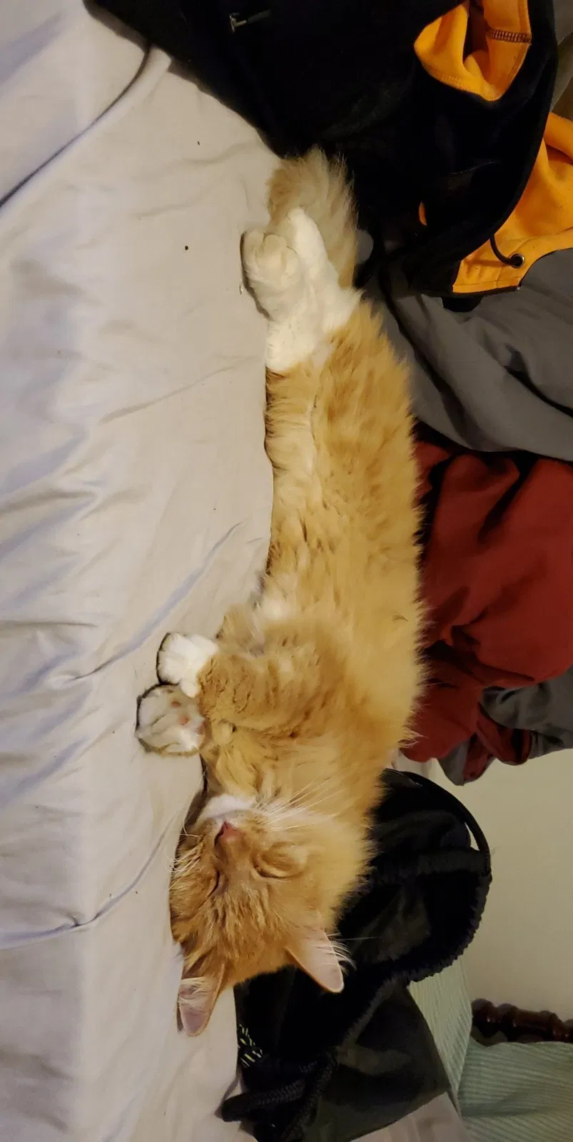 Lost cat in Maryville, TN, 37801