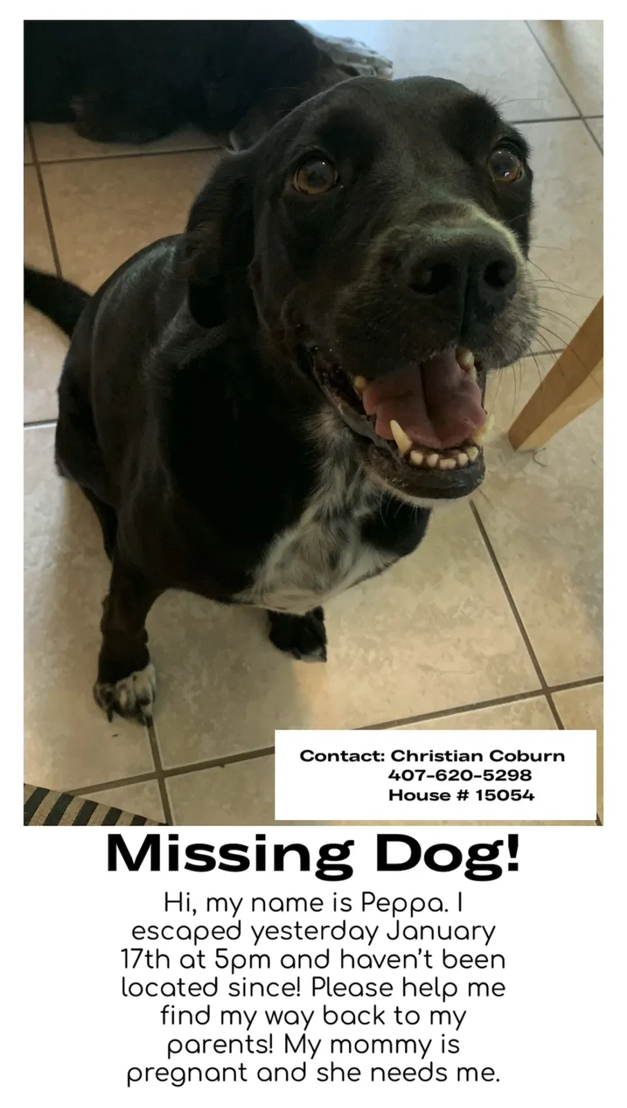 Lost dog in Orlando, FL, 32824