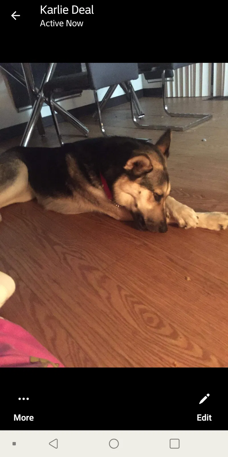Lost dog in Denver, CO, 80219