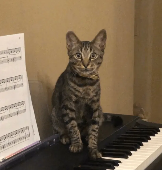 Lost cat in New Orleans, LA, 70115