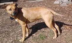 Lost dog in Woodbine, MD, 21797
