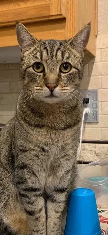 Lost cat in Brentwood, CA, 94513