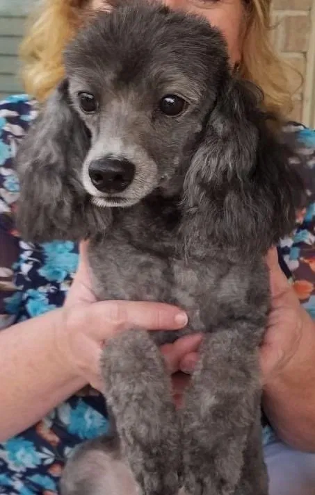 Lost dog in Round Rock, TX, 78665