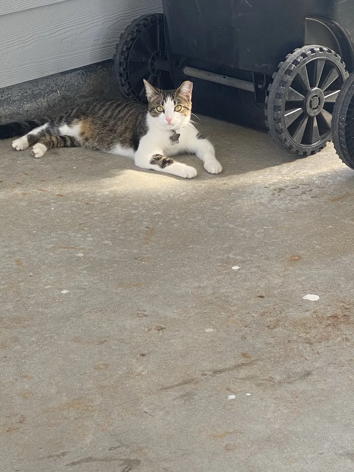 Lost cat in Chalmette, LA, 70043
