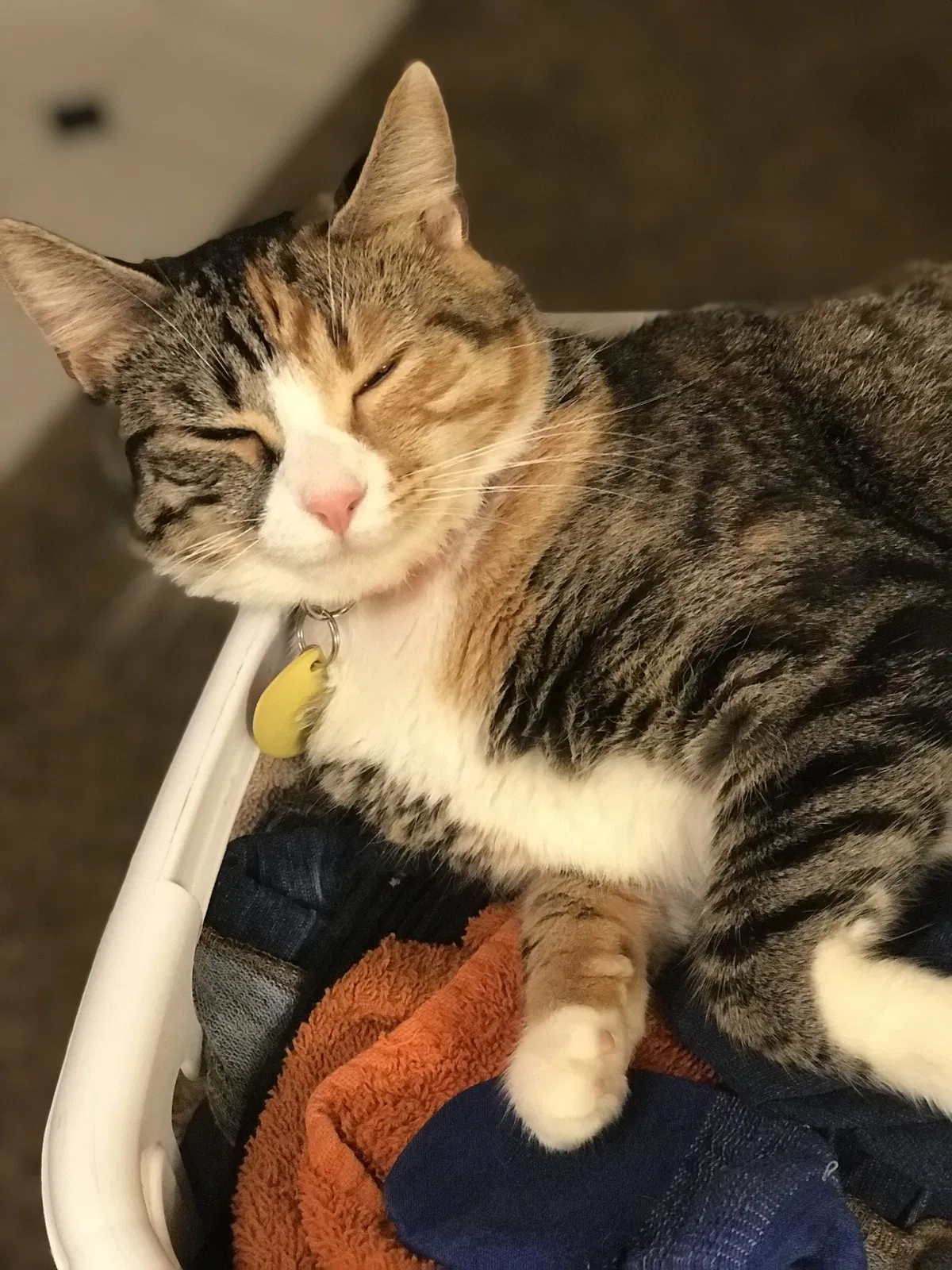 Lost cat in Wichita, KS, 67213